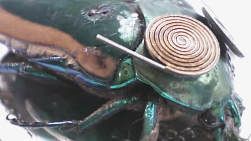 cyborg insect